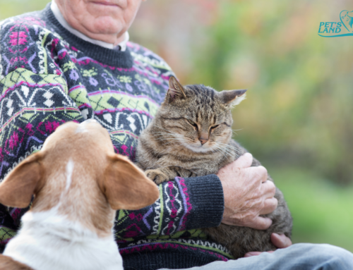 Artroza la câini și pisici: Durerile articulare din sezonul rece și soluții inovatoare